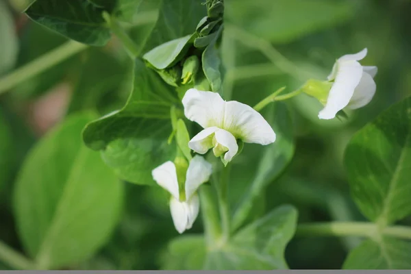 Planta Guisante Verde Con Flor Blanca Jardín — Foto de Stock