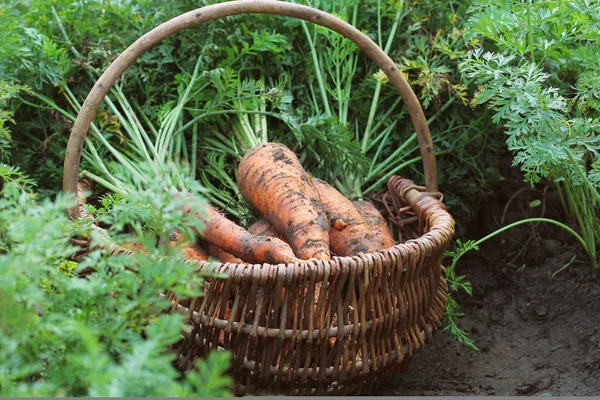 收获胡萝卜 躺在地上的新鲜胡萝卜 Garden Organic 食品的概念从挑选出来的新鲜胡萝卜 — 图库照片