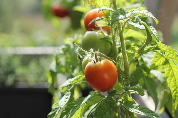 Containergemüse Garten Gemüsegarten Auf Einer Terrasse Kräuter Tomaten Die Container — Stockfoto