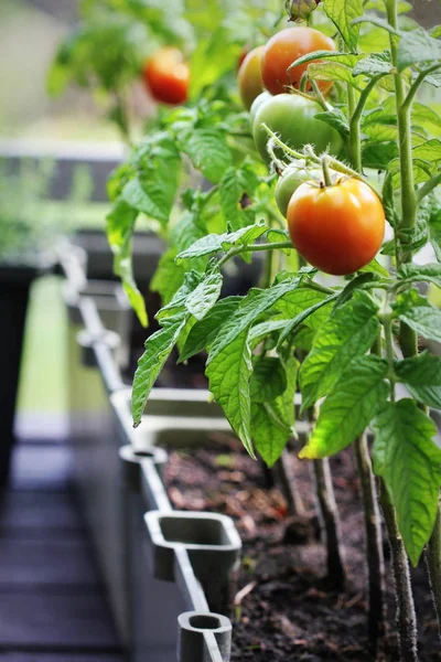 Jardinagem Verduras Container Jardim Legumes Terraço Ervas Tomates Que Crescem — Fotografia de Stock