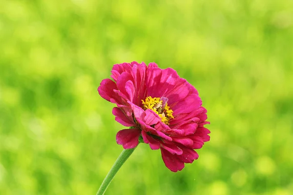 Beautiful Zinnia elegans or Youth-and-age or Common zinnia or Elegant zinnia flower in the garden — Stock Photo, Image
