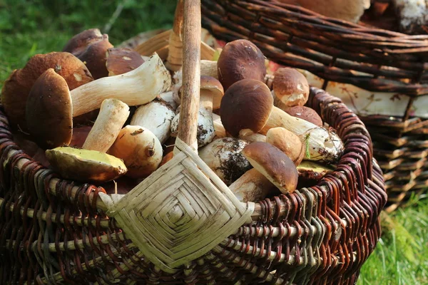 Mand vol verse bronskleurig paddenstoelen in het bos. Bovenaanzicht — Stockfoto