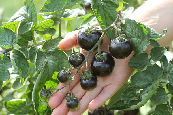 Tomates noires sur une branche dans le jardin. Tomate rose indigo — Photo