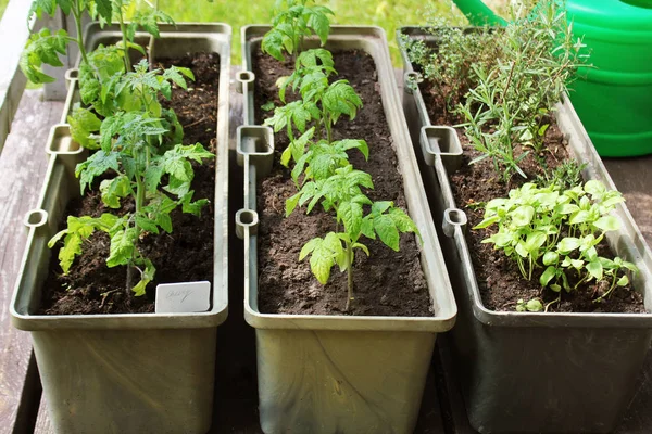 テラスの菜園。ハーブのコンテナー栽培トマト苗 — ストック写真