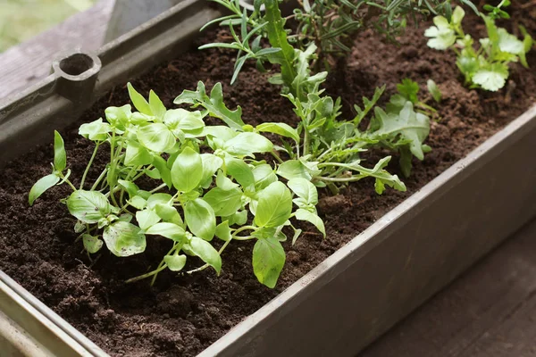 Gemüsegarten auf einer Terrasse. Kräutersetzling wächst im Container — Stockfoto