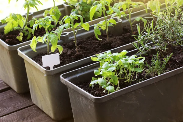 Gemüsegarten Auf Einer Terrasse Kräuter Tomaten Sämling Wächst Container — Stockfoto