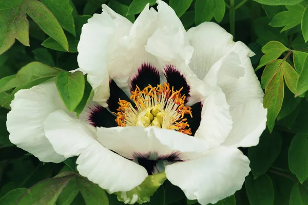 Blooming white tree peony. Big white peony in the spring season.