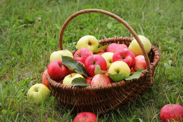 Καλάθι Κόκκινα Και Κίτρινα Μήλα Στο Γρασίδι Στον Κήπο — Φωτογραφία Αρχείου