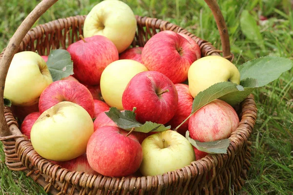 Korb Mit Roten Und Gelben Äpfeln Auf Dem Rasen Garten — Stockfoto