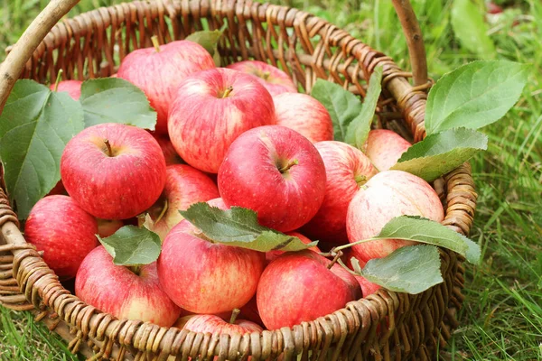 Basket with red apples on the grass in the garden .