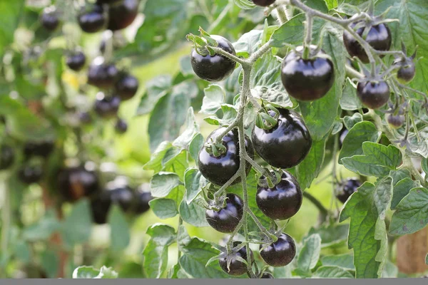 Tomates Noires Sur Une Branche Dans Jardin Tomate Rose Indigo — Photo
