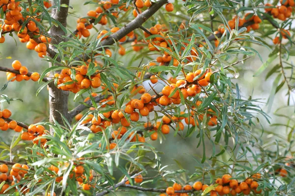 Branch Berries Sea Buckthorn Green Leaves — Stock Photo, Image