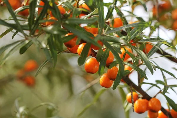 Branch Berries Sea Buckthorn Green Leaves — Stock Photo, Image