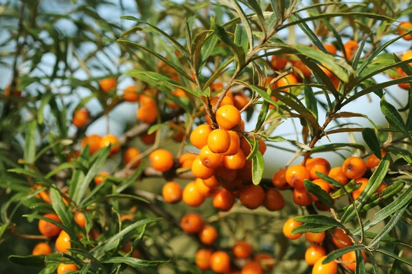 Branch Berries Sea Buckthorn Green Leaves — Stock Photo, Image