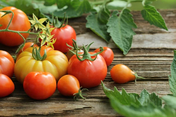 Frische Bunte Reife Tomaten Auf Holzbrettern Bunte Tomaten Rot Gelb — Stockfoto
