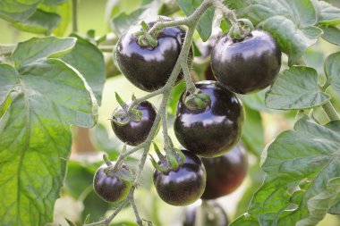 Siyah domates bahçede dal. Indigo gül domates