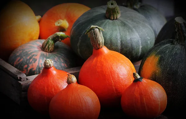 Herbst Kürbis Thanksgiving Hintergrundkonzept. Orange und grüne Kürbisse in Holzkiste auf rustikalem Tisch — Stockfoto