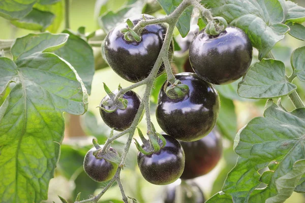 Tomates noires sur une branche dans le jardin. Tomate rose indigo — Photo