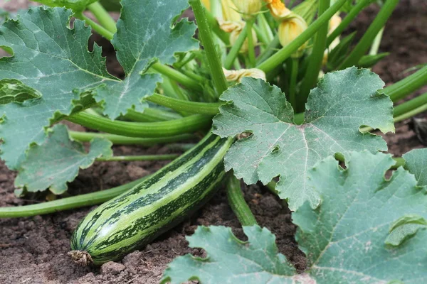 Zucchini plant in vegetable garden growing — Stock Photo, Image