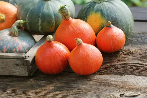 Herfst pompoen Thanksgiving achtergrond concept. Oranje en groene pompoenen in houten doos op rustieke tafel — Stockfoto