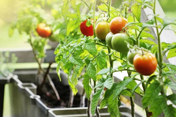 Zöldségtartályos Kertészkedés Zöldségkert Teraszon Gyógynövények Tartályban Termesztett Paradicsom — Stock Fotó