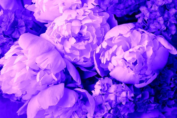 Hermoso Fondo Patrón Primavera Con Flor Azul Primer Plano Flor — Foto de Stock