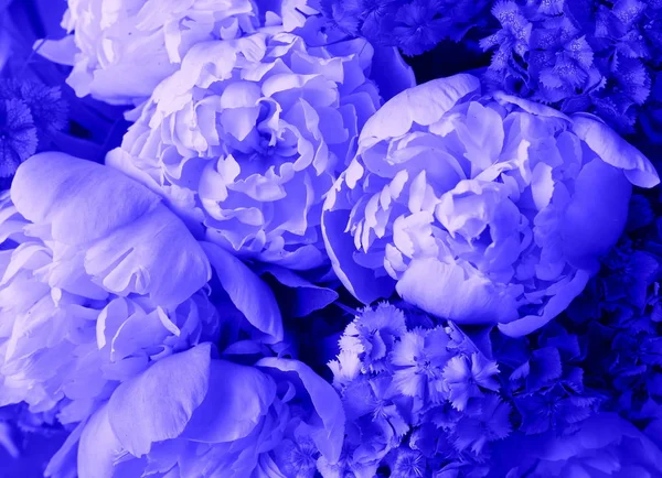 美丽的春天图案背景与蓝色花 牡丹花的特写 — 图库照片