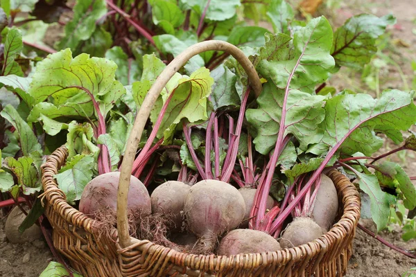 Fresh Harvested Beetroots Basket Organic Beets Leaves Growing Bed — Stock Photo, Image