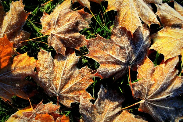 Achtergrond Van Herfst Esdoorn Bladeren Vorst — Stockfoto