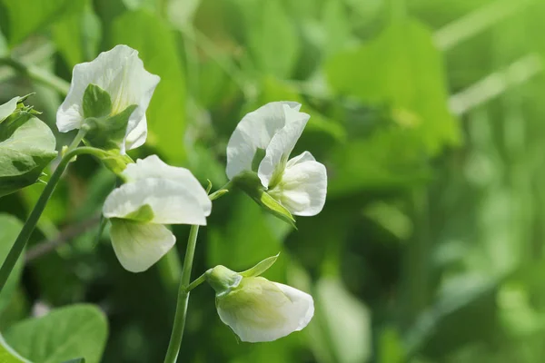 Zöld Borsó Növény Fehér Virág Kertben — Stock Fotó