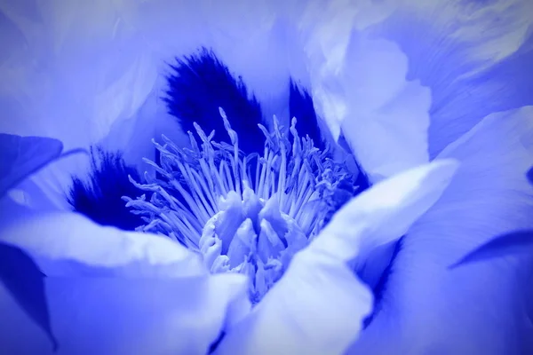 Fundo Belo Padrão Primavera Com Flor Azul Fechar Flor Peônia — Fotografia de Stock