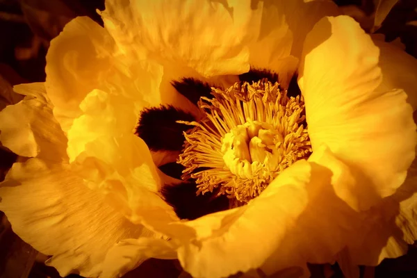 Vackra Våren Mönster Bakgrund Med Orange Blomma Närbild Pion Blomma — Stockfoto