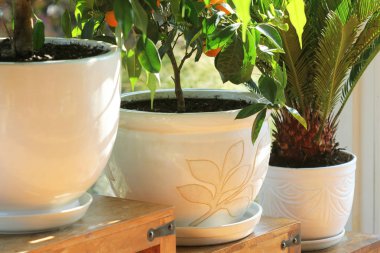 Koleksiyon çeşitli çiçek ve bitkilerin farklı tencere. Ahşap masa üzerinde saksı karanfiller.