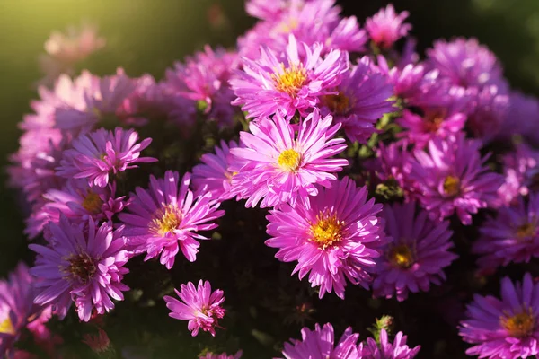 Bahçe içinde güzel pembe krizantem