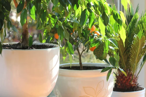 Colección Diversas Flores Plantas Diferentes Macetas Plantas Casa Macetas Estantes —  Fotos de Stock