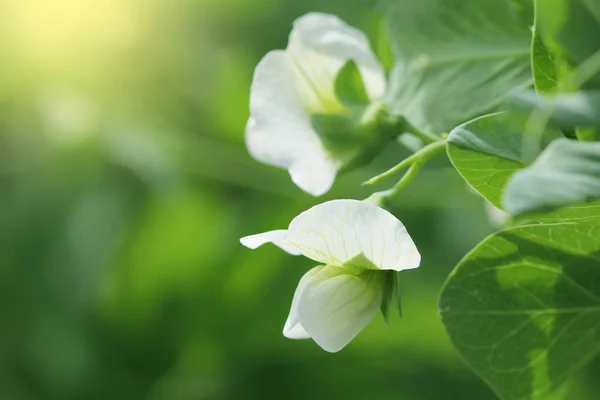 Green Pea plant with white flower in a garden — Stock Photo, Image