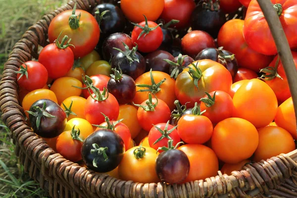 Tomaten in Körben auf rustikalem Tisch. bunte Tomaten - rot, gelb, schwarz, orange. Ernte Gemüse Kochen Konzept — Stockfoto