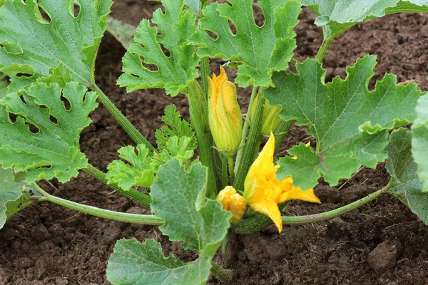 Plantes Courgettes Fleurs Sur Lit Jardin — Photo