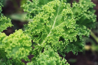 sebze bahçesinde büyüyen genç kale .