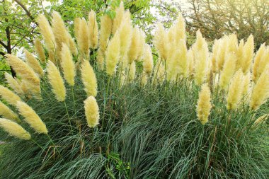 Pampa otu bilinen Cortaderia yediveren