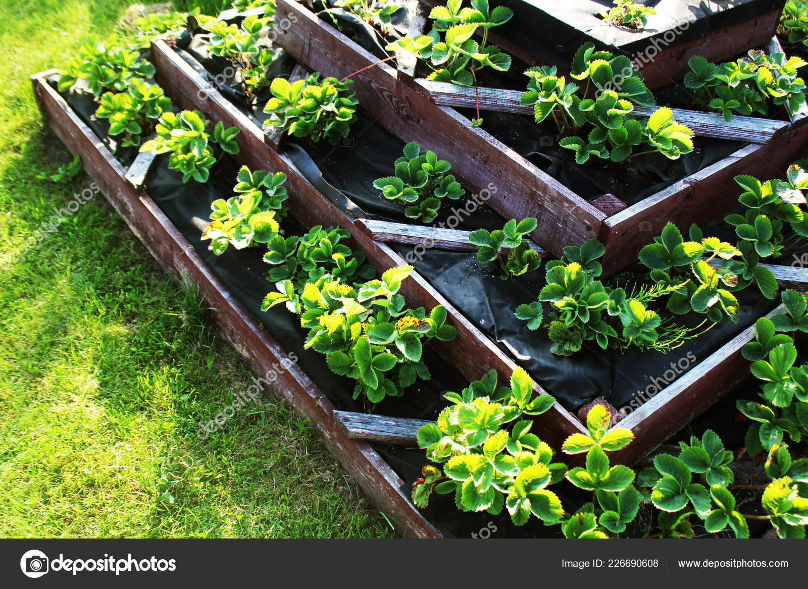 Erdbeeren Wachsen Hochbeet Auf Pyramidengarten — Stockfoto