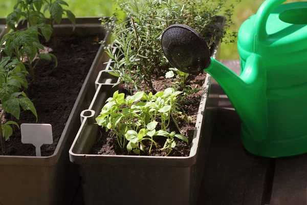 Gemüsegarten auf einer Terrasse. Kräuter, Tomaten Sämling wächst im Container — Stockfoto