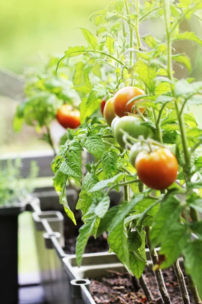 Container vegetables gardening. Vegetable garden on a terrace. Herbs, tomatoes growing in container