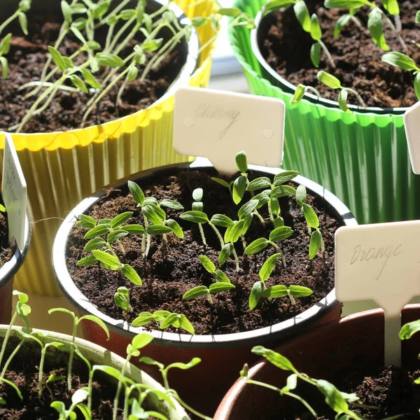 Young tomato seedlings with plastic tags in pots — Stock Photo, Image