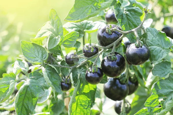 Tomates noires sur une branche dans le jardin. Tomate rose indigo — Photo