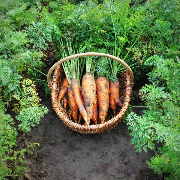 Приготування моркви. Свіжа морква лежить у кошику. Свіжа морква збирається з саду. Концепція органічної їжі . — стокове фото