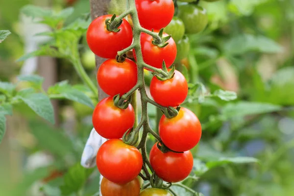 Reife Kirschtomaten Garten Erntereif — Stockfoto