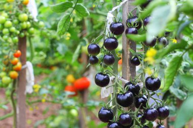 Black tomatoes on a branch in the garden. Indigo rose tomato . clipart
