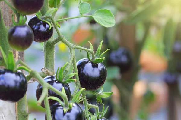 Black tomatoes on a branch in the garden. Indigo rose tomato .