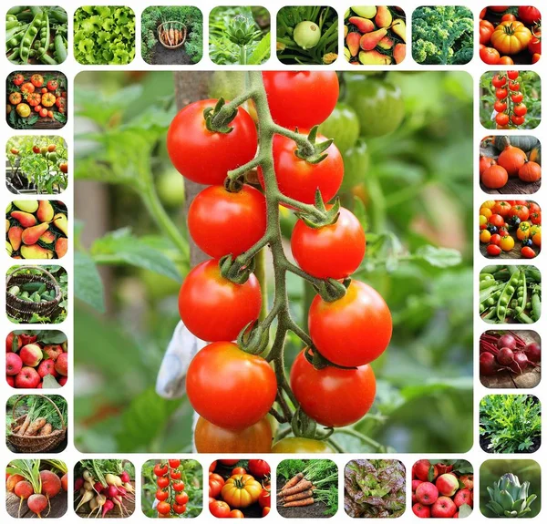 Collage Verdure Prodotti Orto Note Alimentazione Consept Giardinaggio Sfondo — Foto Stock